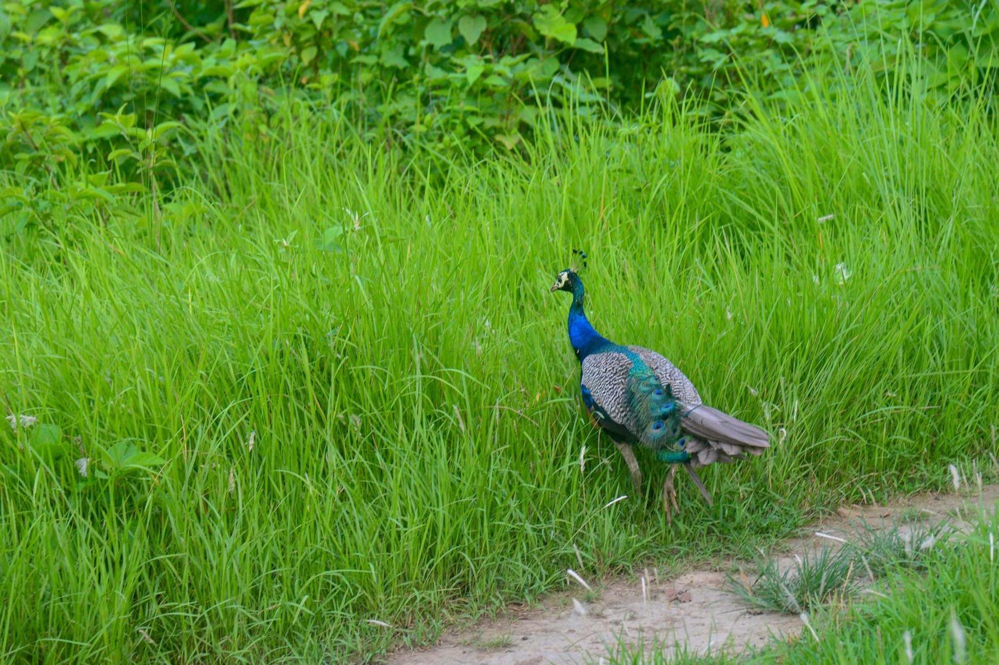 Greenland Safari, Sauraha Bagian luar foto