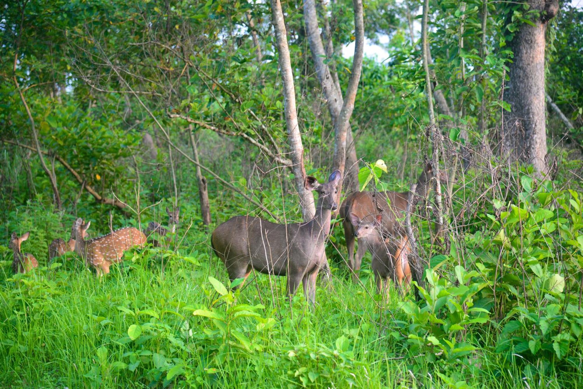 Greenland Safari, Sauraha Bagian luar foto