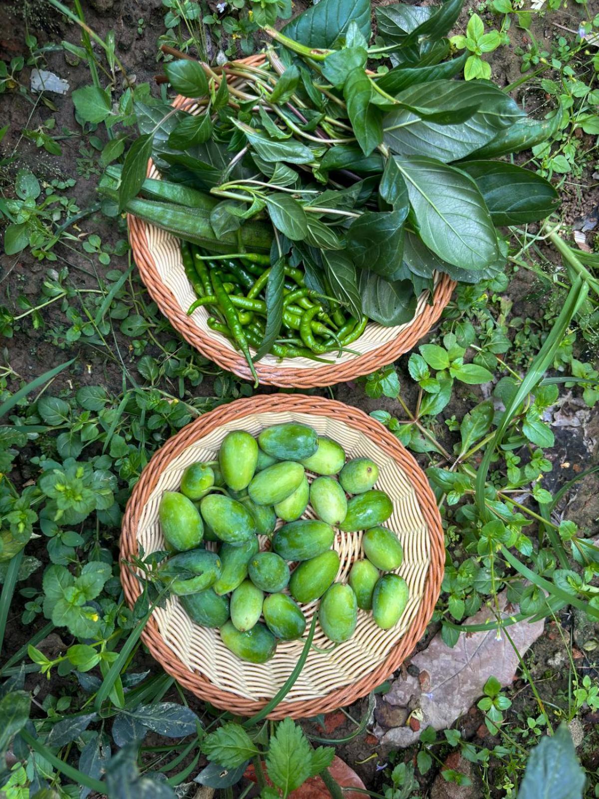 Greenland Safari, Sauraha Bagian luar foto