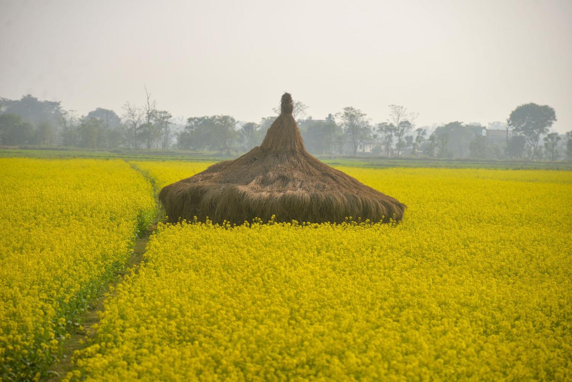 Greenland Safari, Sauraha Bagian luar foto