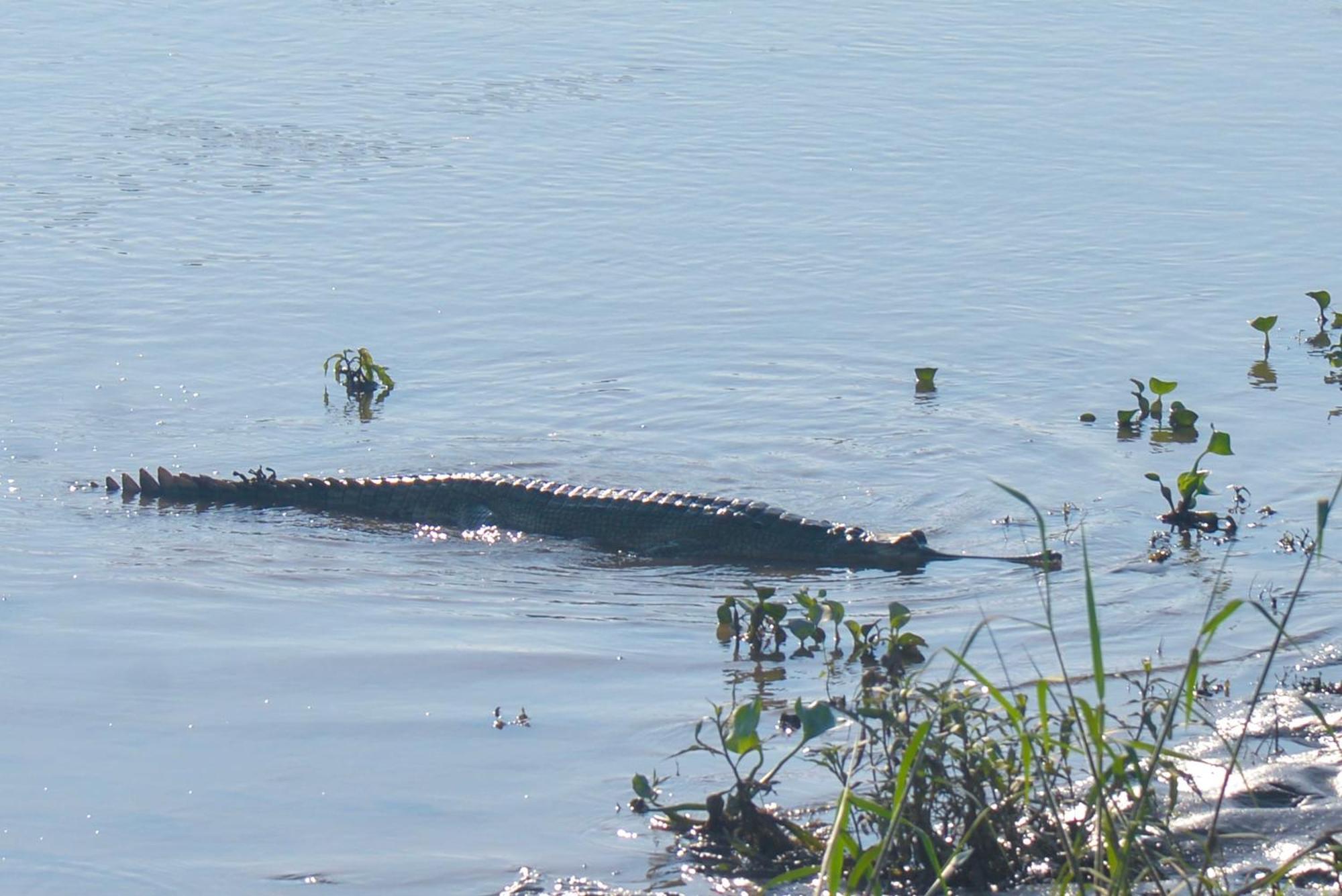 Greenland Safari, Sauraha Bagian luar foto